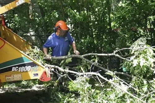 tree services Carter Springs
